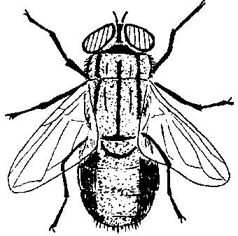 ciclo de vida gusano barrenador